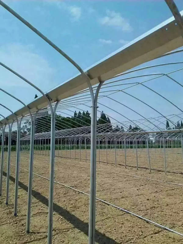 南皮县连体大棚